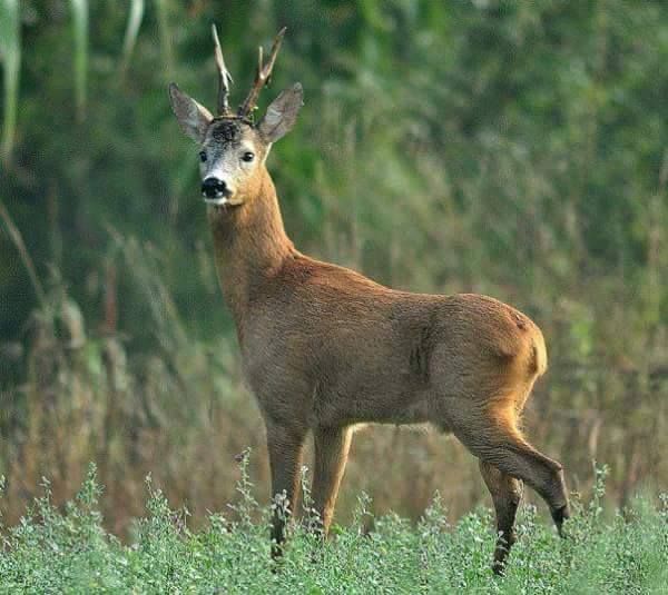 Roe deer