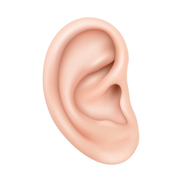 Ear