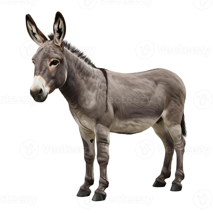 Donkey